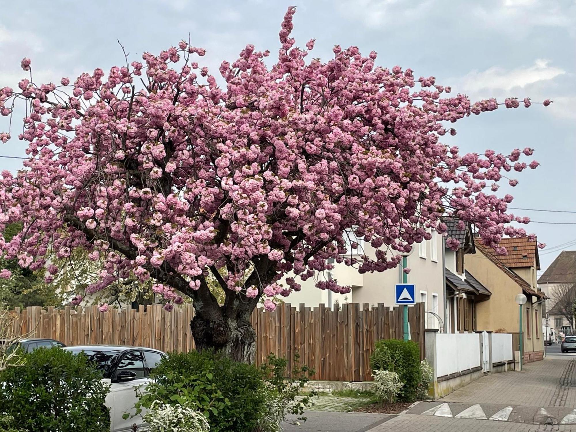 Le 6B Vila Hoenheim Exterior foto